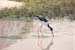 South American Stilt� - Lencois Maranhenses